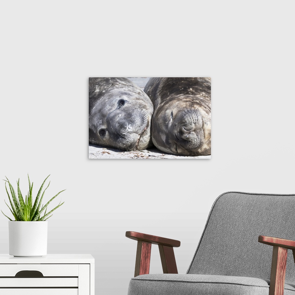 A modern room featuring Southern elephant seal  (Mirounga leonina), males are social after the breeding season has finish...