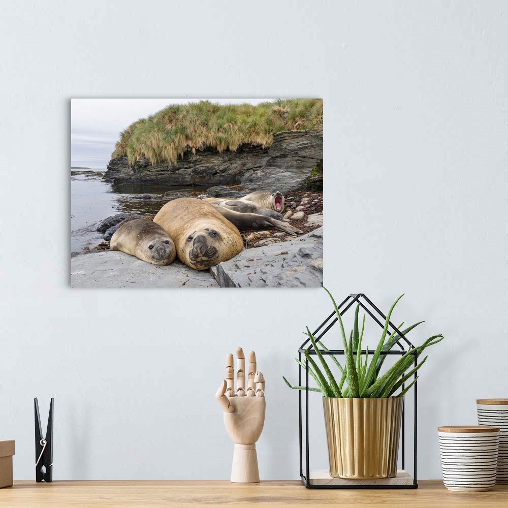 A bohemian room featuring Southern elephant seal (Mirounga leonina), male, after breeding period on the Falkland Islands. S...