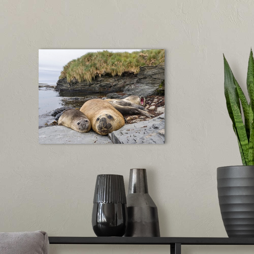 A modern room featuring Southern elephant seal (Mirounga leonina), male, after breeding period on the Falkland Islands. S...