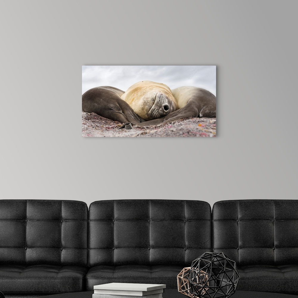A modern room featuring Southern elephant seal (Mirounga leonina), male, after breeding period on the Falkland Islands. S...