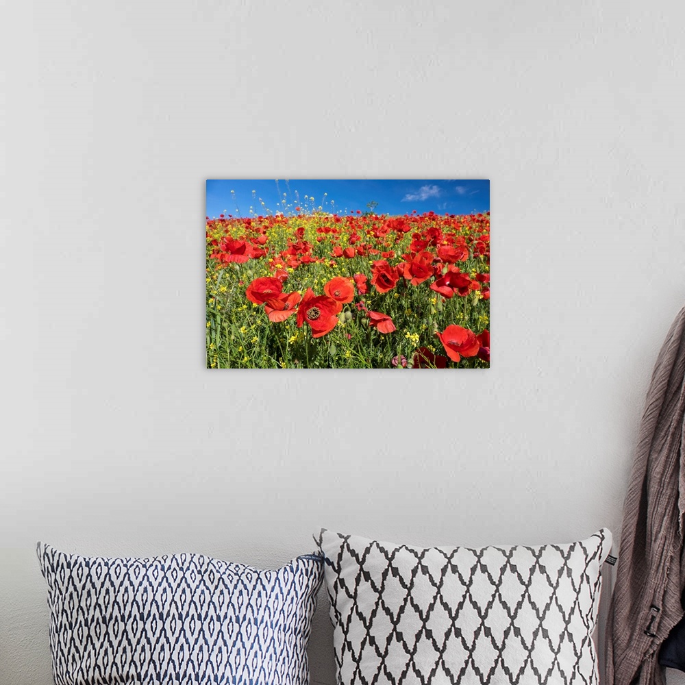 A bohemian room featuring Spain, Andalusia. A field of bright and cheerful red poppy wildflowers.