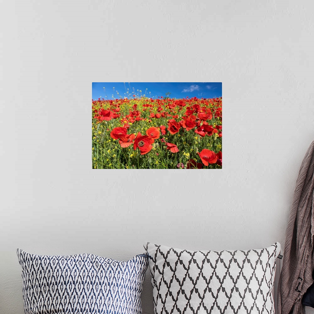 A bohemian room featuring Spain, Andalusia. A field of bright and cheerful red poppy wildflowers.