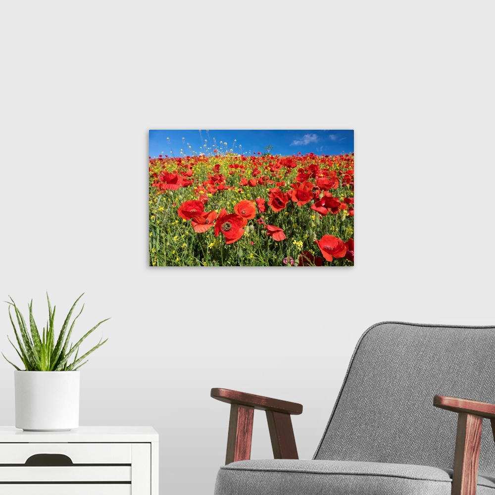 A modern room featuring Spain, Andalusia. A field of bright and cheerful red poppy wildflowers.