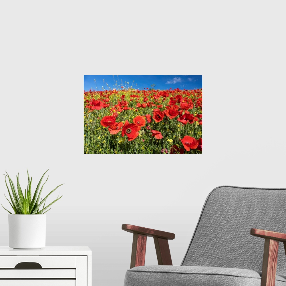 A modern room featuring Spain, Andalusia. A field of bright and cheerful red poppy wildflowers.