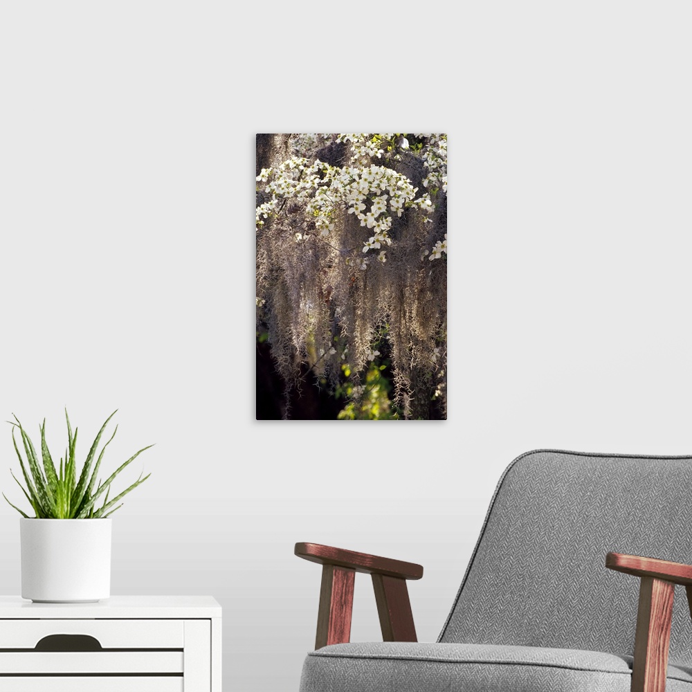 A modern room featuring USA, Georgia, Savannah. Spanish moss hanging from flowering dogwood.