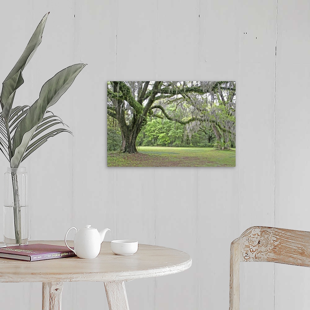 A farmhouse room featuring Spanish moss in oak trees at Alfred Maclay Gardens State Park Tallahassee Florida