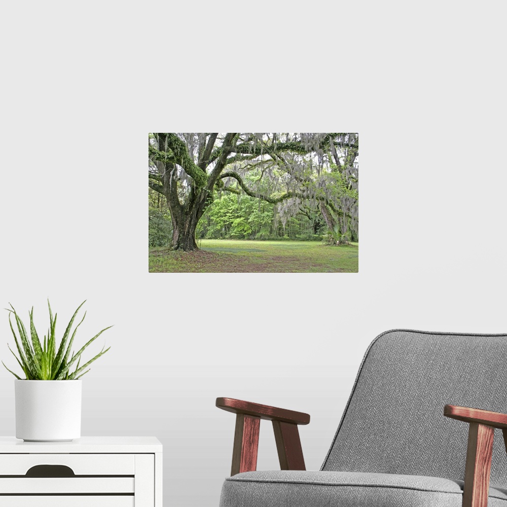 A modern room featuring Spanish moss in oak trees at Alfred Maclay Gardens State Park Tallahassee Florida