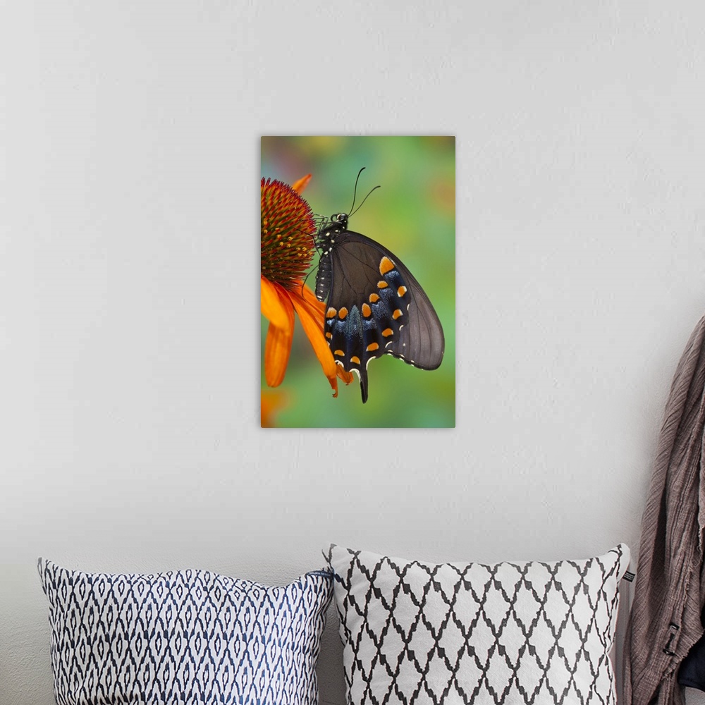 A bohemian room featuring Spicebush Swallowtail.