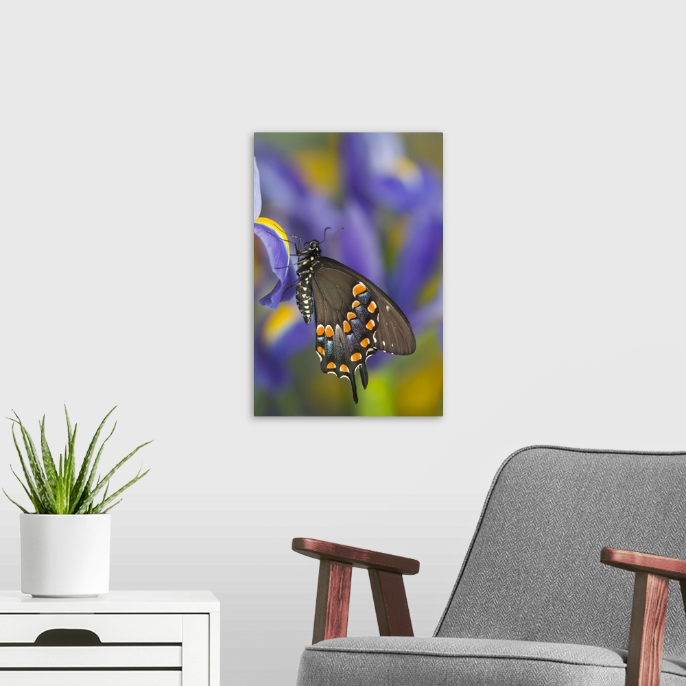 A modern room featuring Spicebush Swallowtail Butterfly, Papilio troilus.