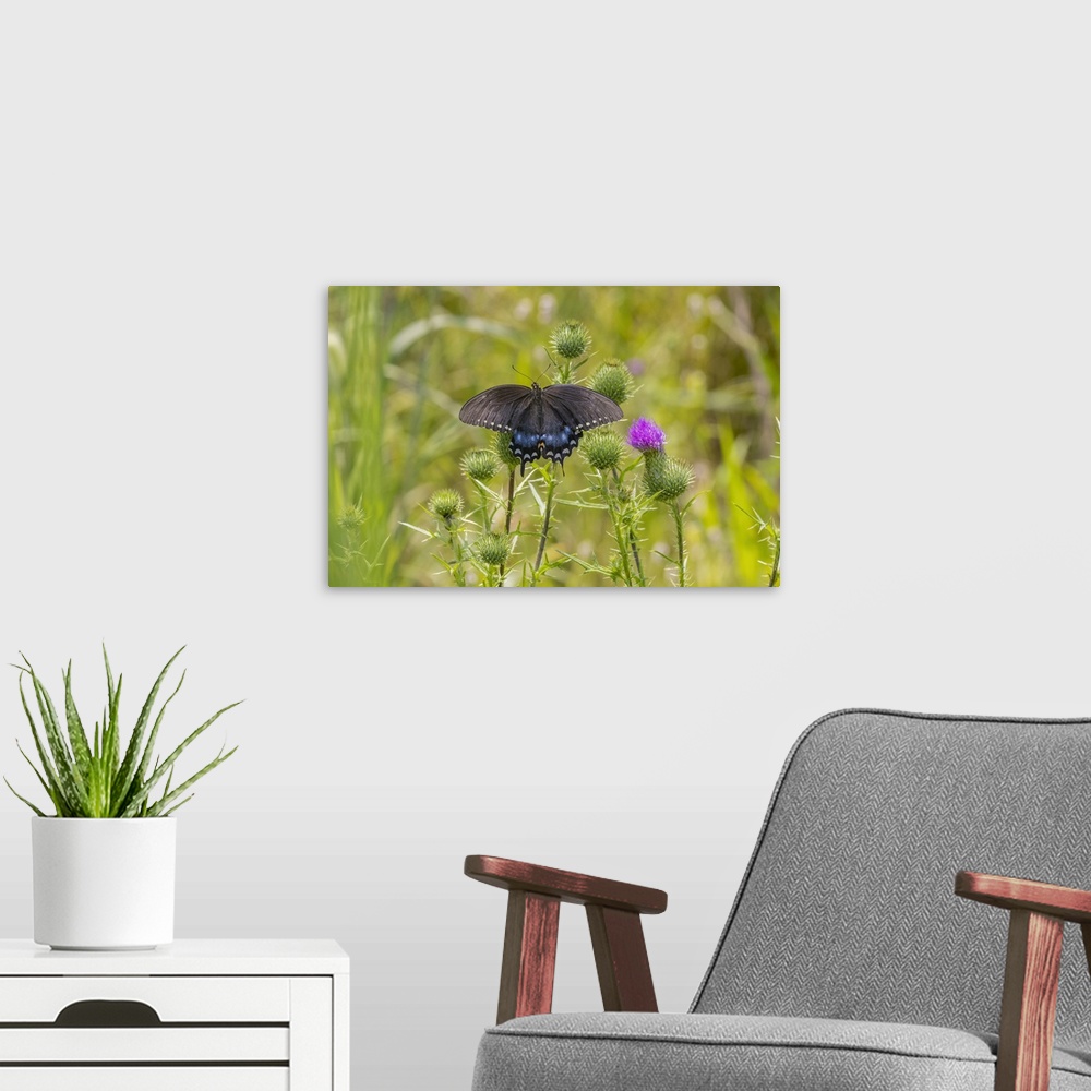 A modern room featuring Spicebush swallowtail on Bull thistle. Nature, Fauna.