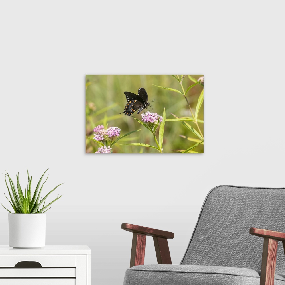 A modern room featuring Spicebush swallowtail on swamp milkweed. Nature, Fauna.