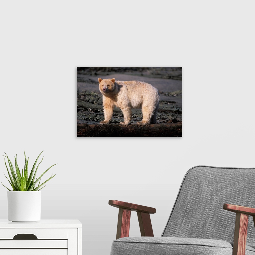 A modern room featuring spirit bear, Kermode, black bear, Ursus americanus sow walking on a log, central British Columbia...