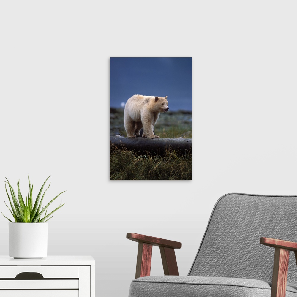 A modern room featuring spirit bear, kermode, black bear, Ursus americanus, sow with cub walking along a log, central Bri...