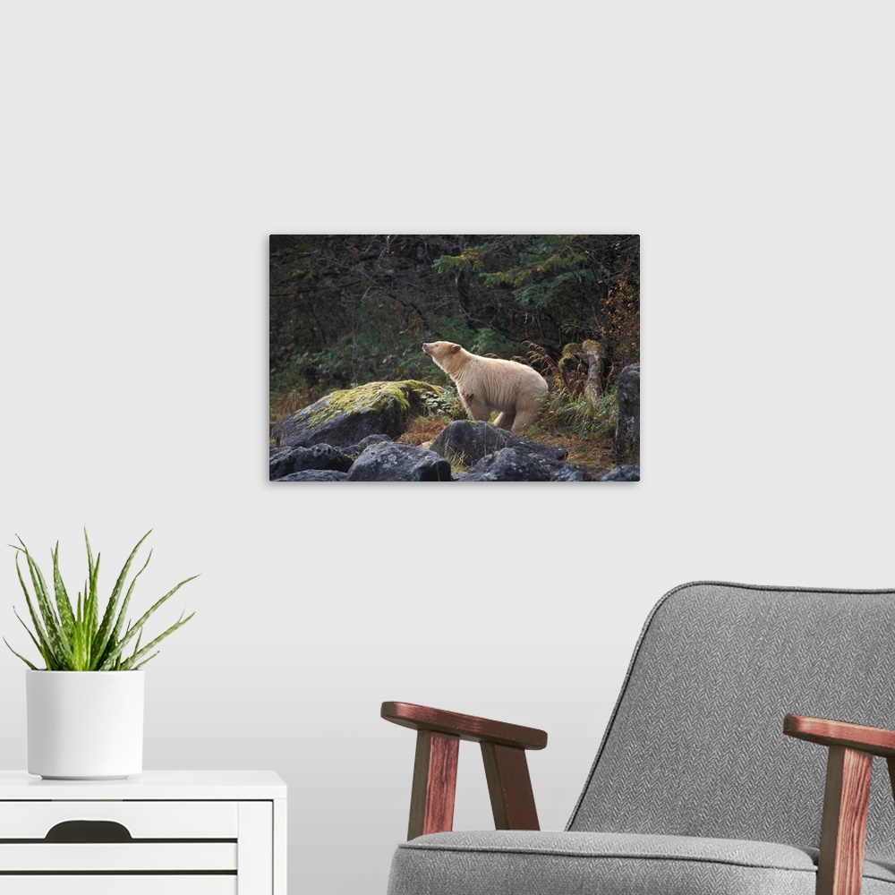 A modern room featuring spirit bear, kermode, black bear, Ursus americanus, sow scenting the air in the rainforest of the...