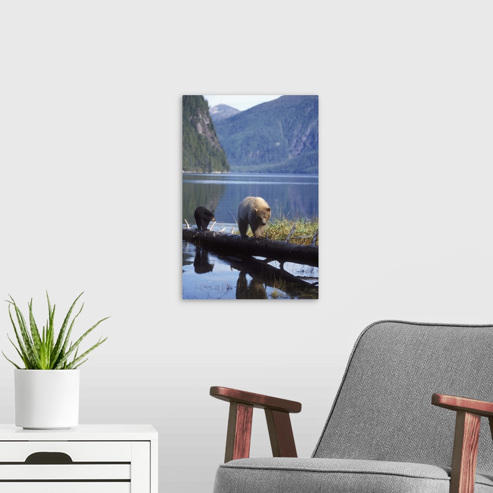 A modern room featuring spirit bear, kermode, black bear, Ursus americanus, sow with cub looking for salmon, central Brit...
