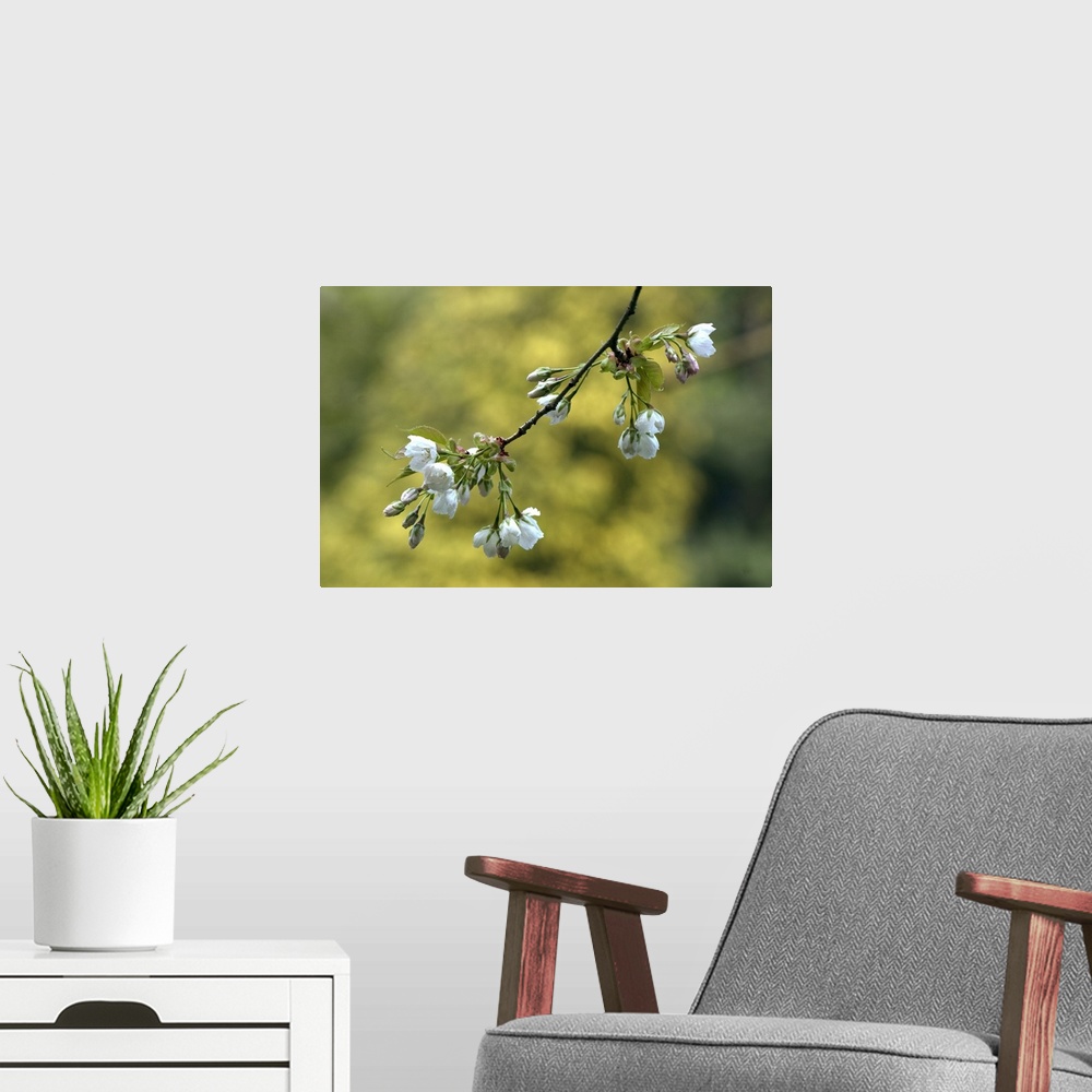 A modern room featuring Spring Blossoms on a Tree Branch