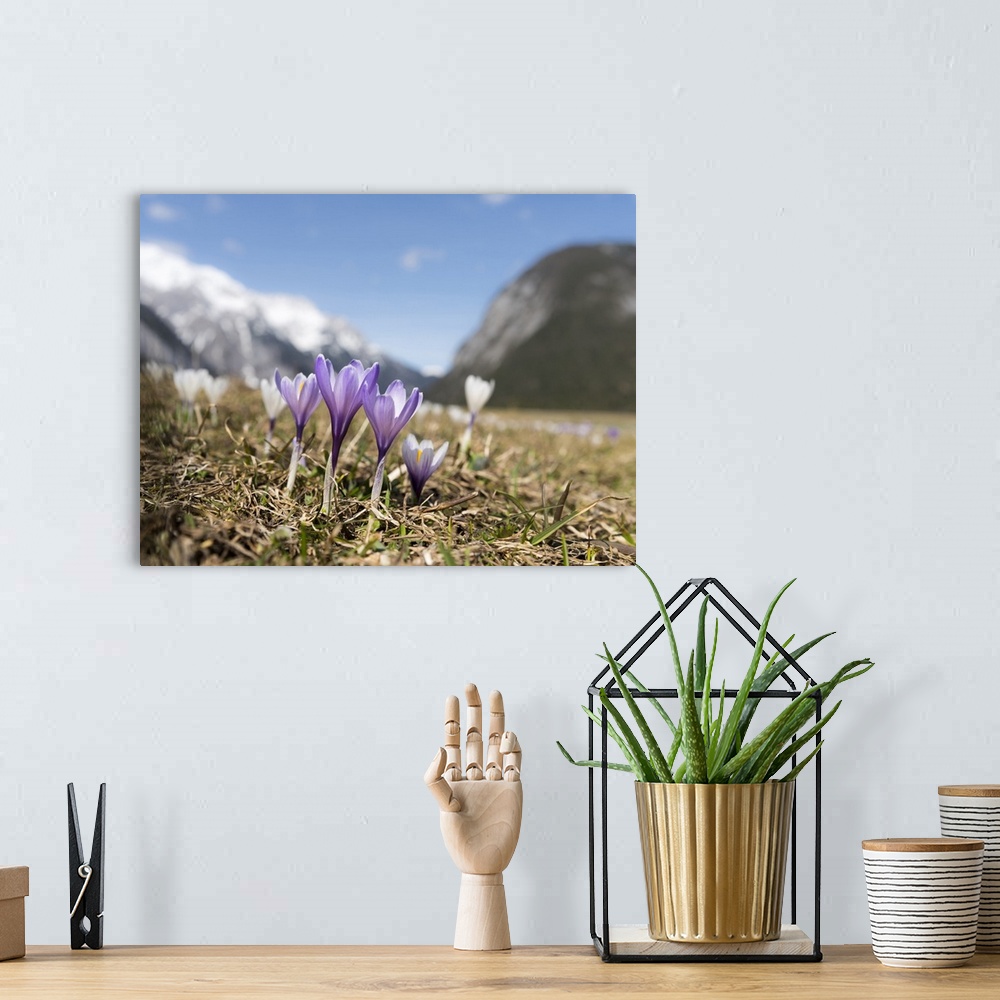 A bohemian room featuring Spring Crocus in full bloom in the Eastern Alps. Austria, Tyrol.