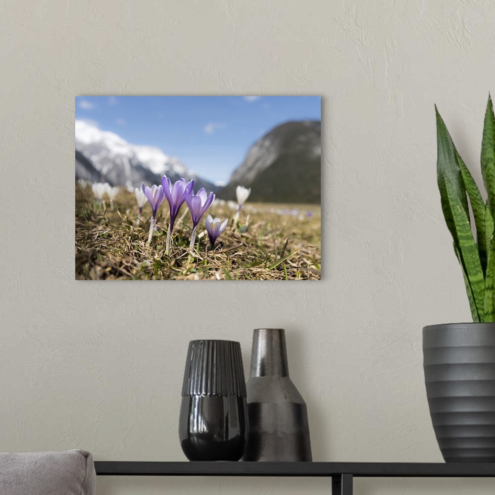 A modern room featuring Spring Crocus in full bloom in the Eastern Alps. Austria, Tyrol.