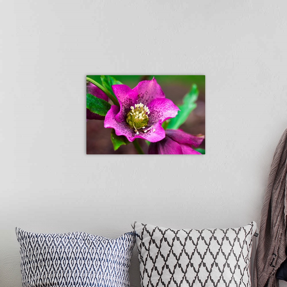 A bohemian room featuring Spring, magenta and purple Helleborus x hybridus or Letten Rose flower