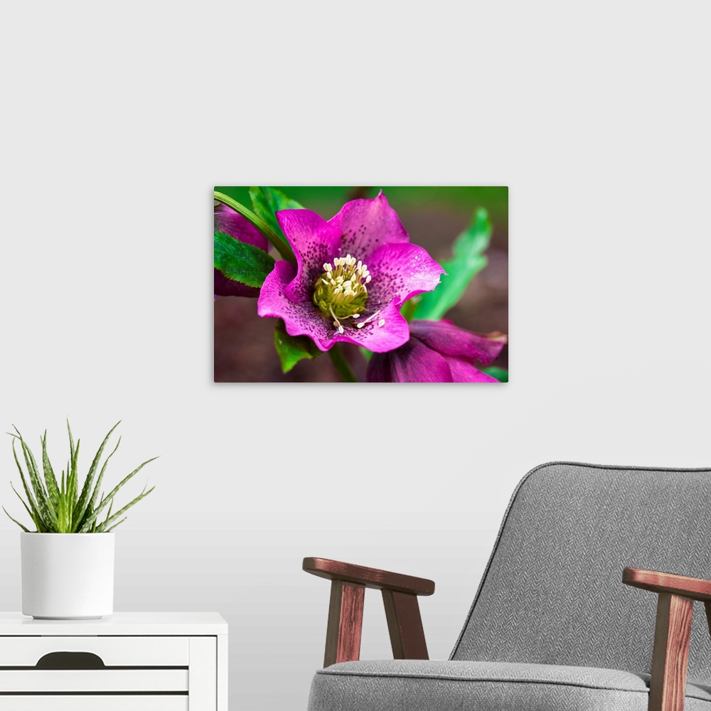 A modern room featuring Spring, magenta and purple Helleborus x hybridus or Letten Rose flower