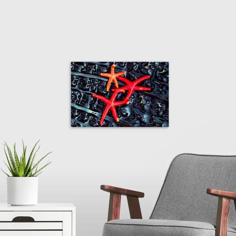 A modern room featuring Starfish on kelp, Washington, USA