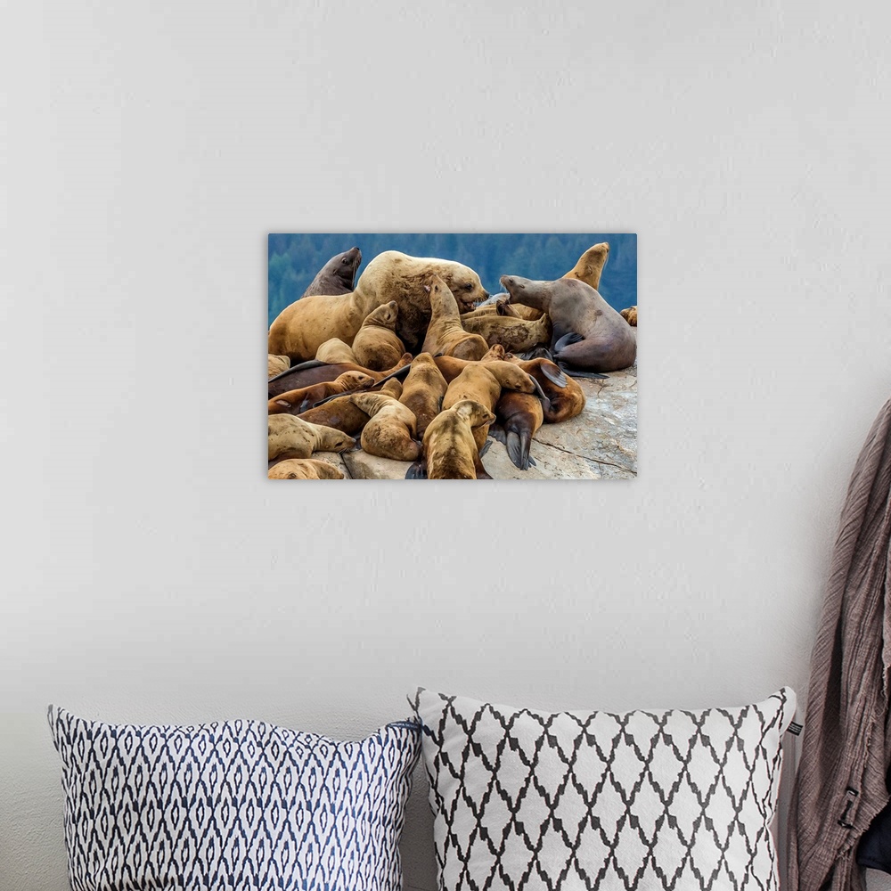 A bohemian room featuring Steller sea lions, Glacier Bay National Park and Preserve, Alaska.