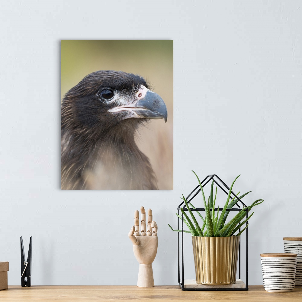 A bohemian room featuring Juvenile with typical pale skin in face. Striated Caracara or Johnny Rook, protected, endemic to ...