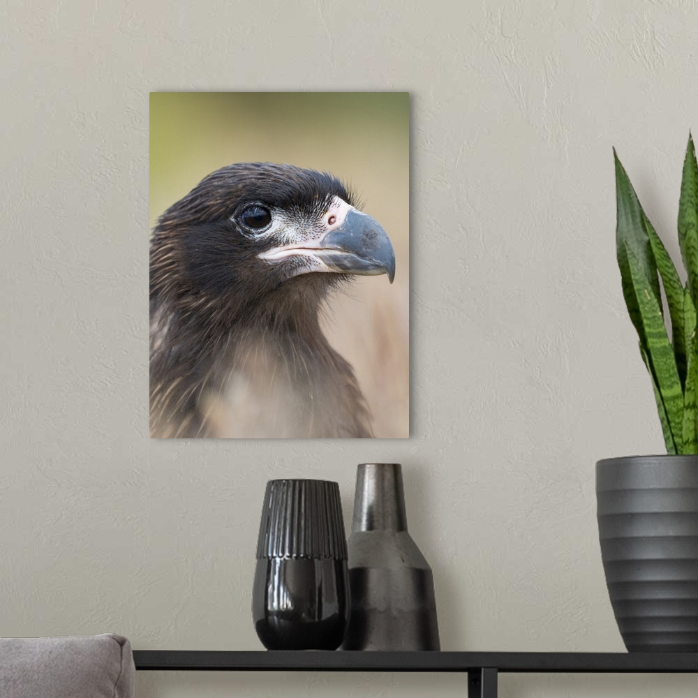 A modern room featuring Juvenile with typical pale skin in face. Striated Caracara or Johnny Rook, protected, endemic to ...