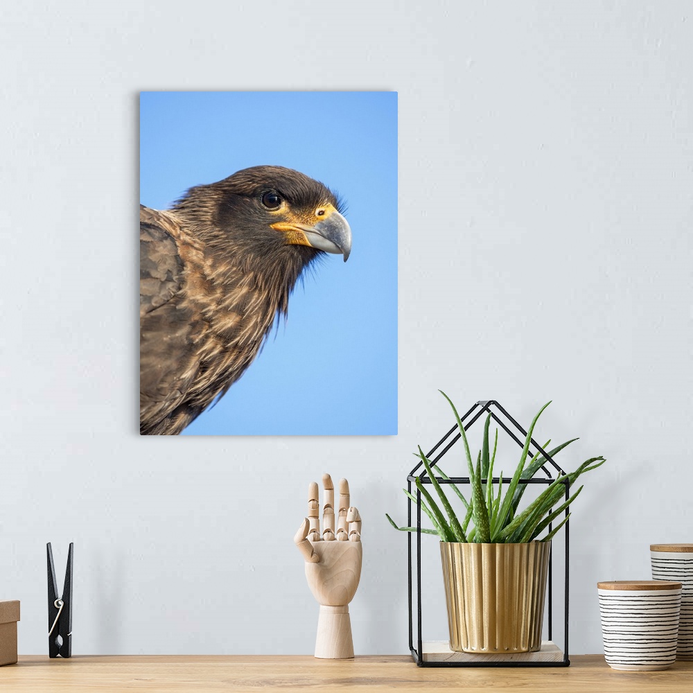 A bohemian room featuring Adult with typical yellow skin in face. Striated Caracara or Johnny Rook, protected, endemic to t...