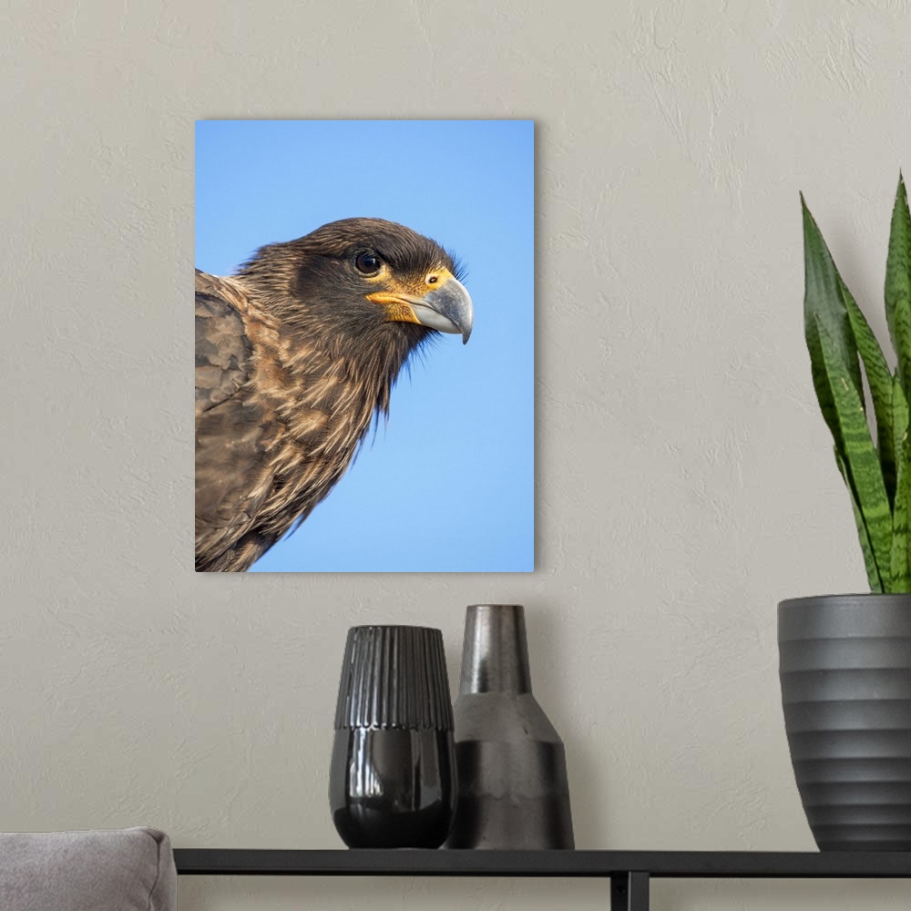 A modern room featuring Adult with typical yellow skin in face. Striated Caracara or Johnny Rook, protected, endemic to t...