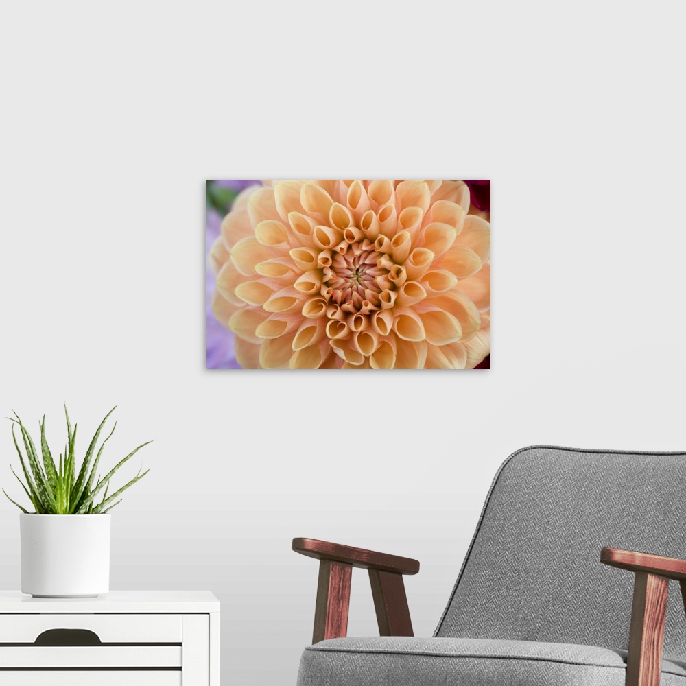 A modern room featuring USA, Oregon, Willamette Valley. Subtle apricot colors make this dahlia a favorite in the Willamet...
