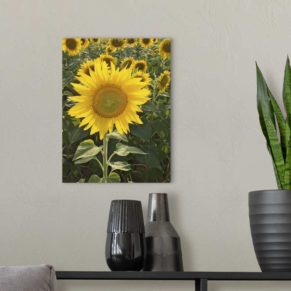A modern room featuring Summer in Tuscany: sunflowers.