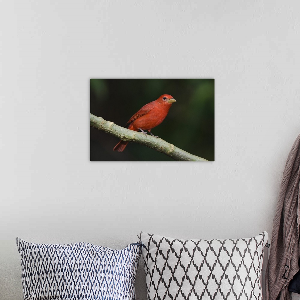 A bohemian room featuring Summer Tanager