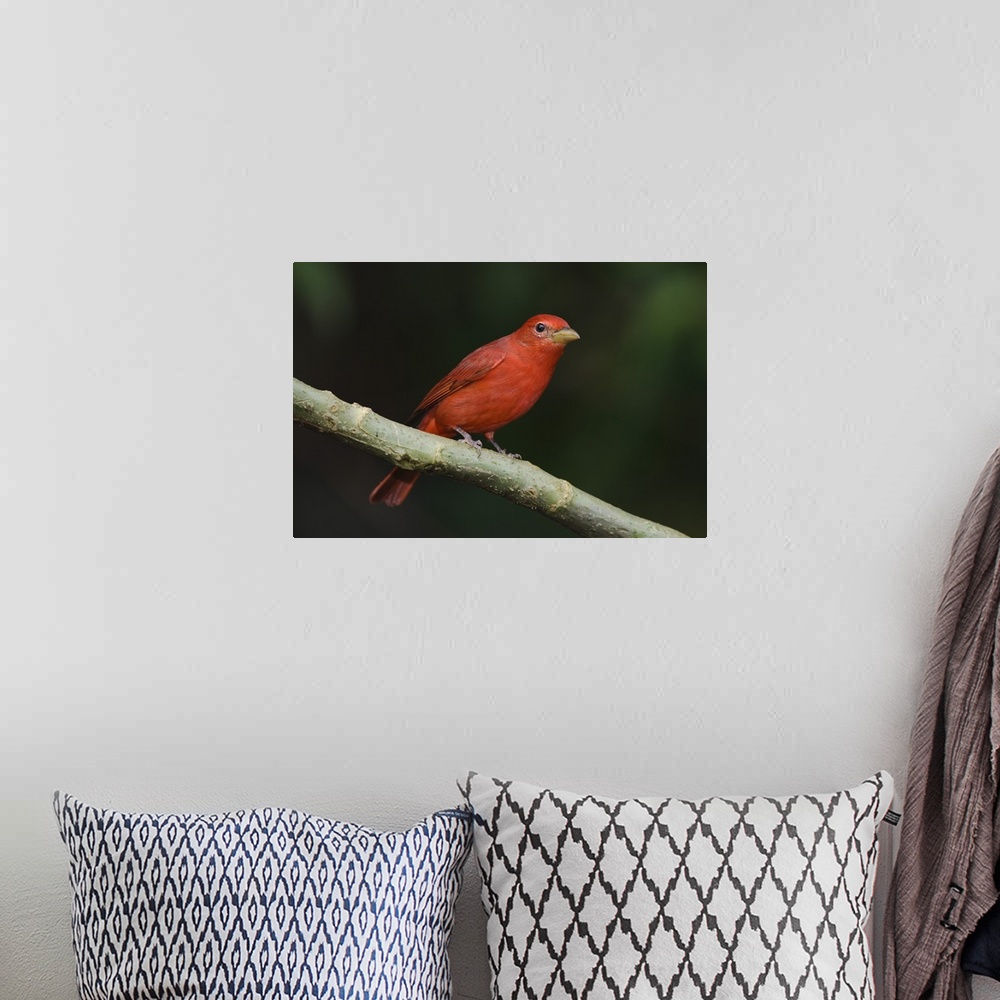 A bohemian room featuring Summer Tanager