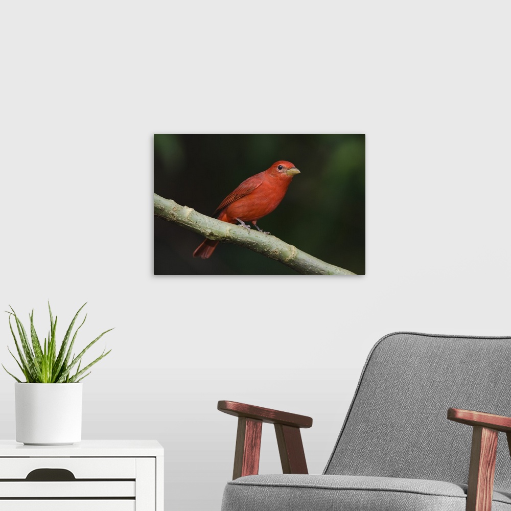 A modern room featuring Summer Tanager