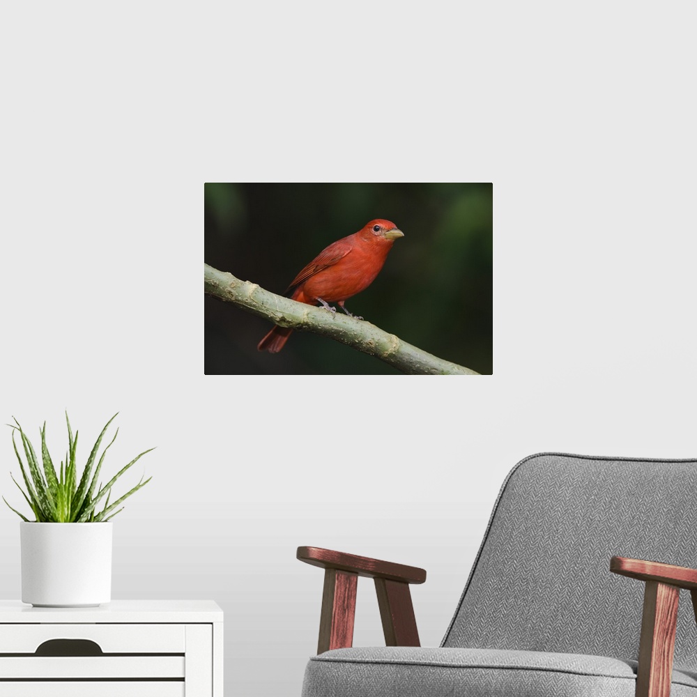 A modern room featuring Summer Tanager