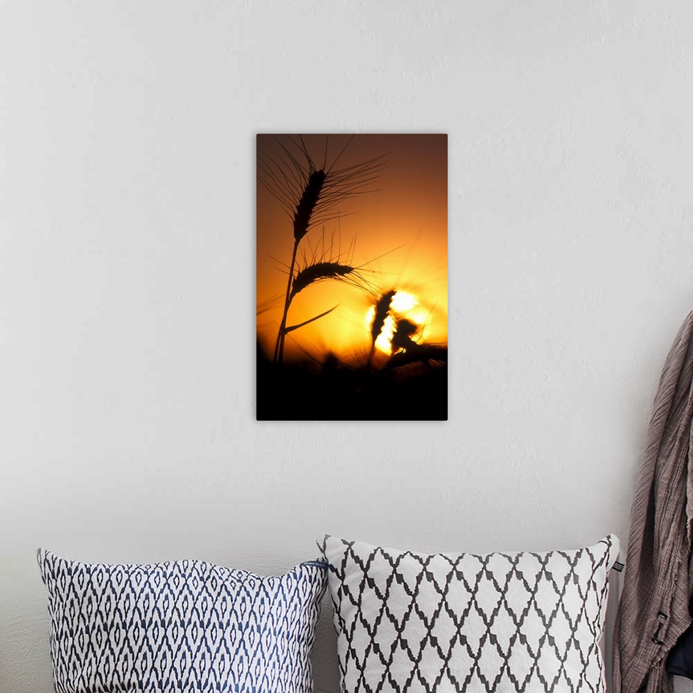 A bohemian room featuring Sun creates silhouettes of wheat plants at sunset