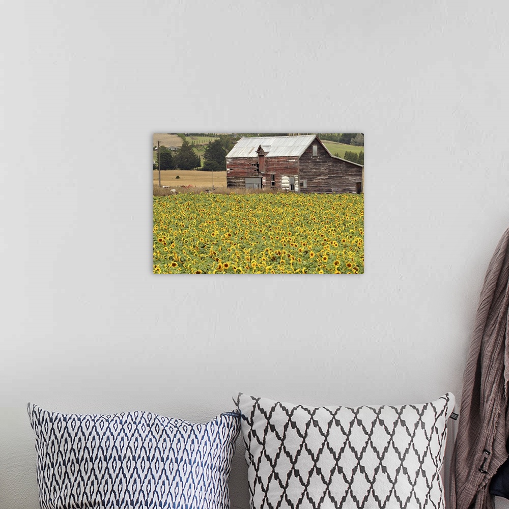 A bohemian room featuring Sunflowers and Old Barn, near Oamaru, North Otago, South Island, New Zealand