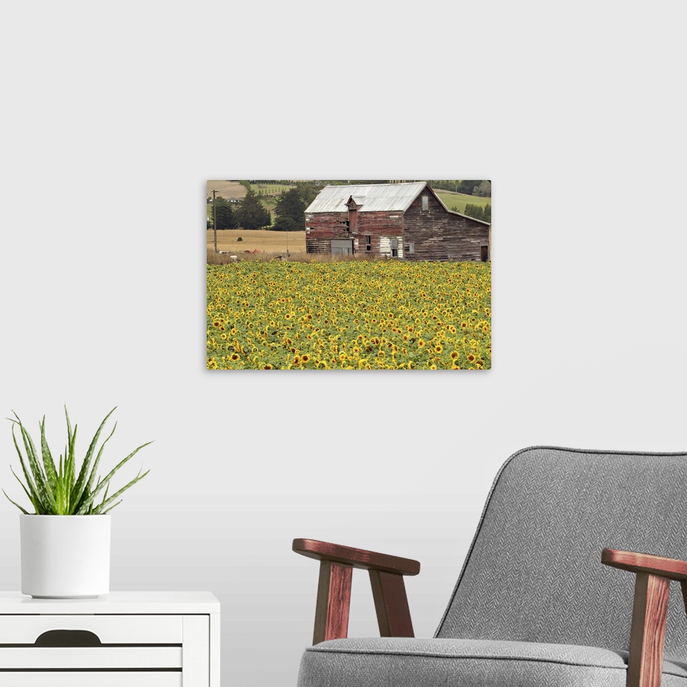A modern room featuring Sunflowers and Old Barn, near Oamaru, North Otago, South Island, New Zealand