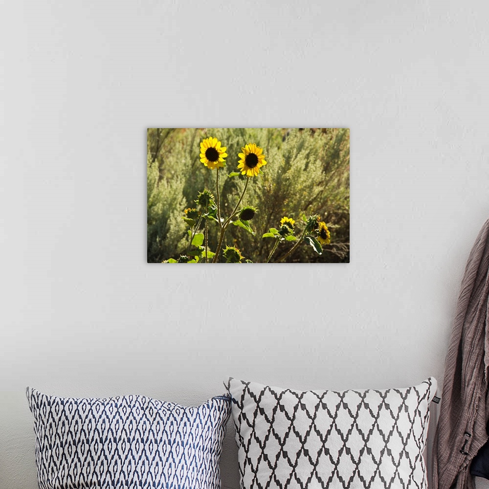 A bohemian room featuring sunflowers, Painted Hills, Mitchell, Oregon; USA