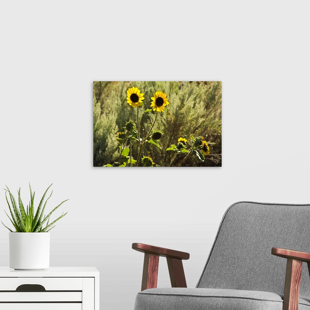 A modern room featuring sunflowers, Painted Hills, Mitchell, Oregon; USA