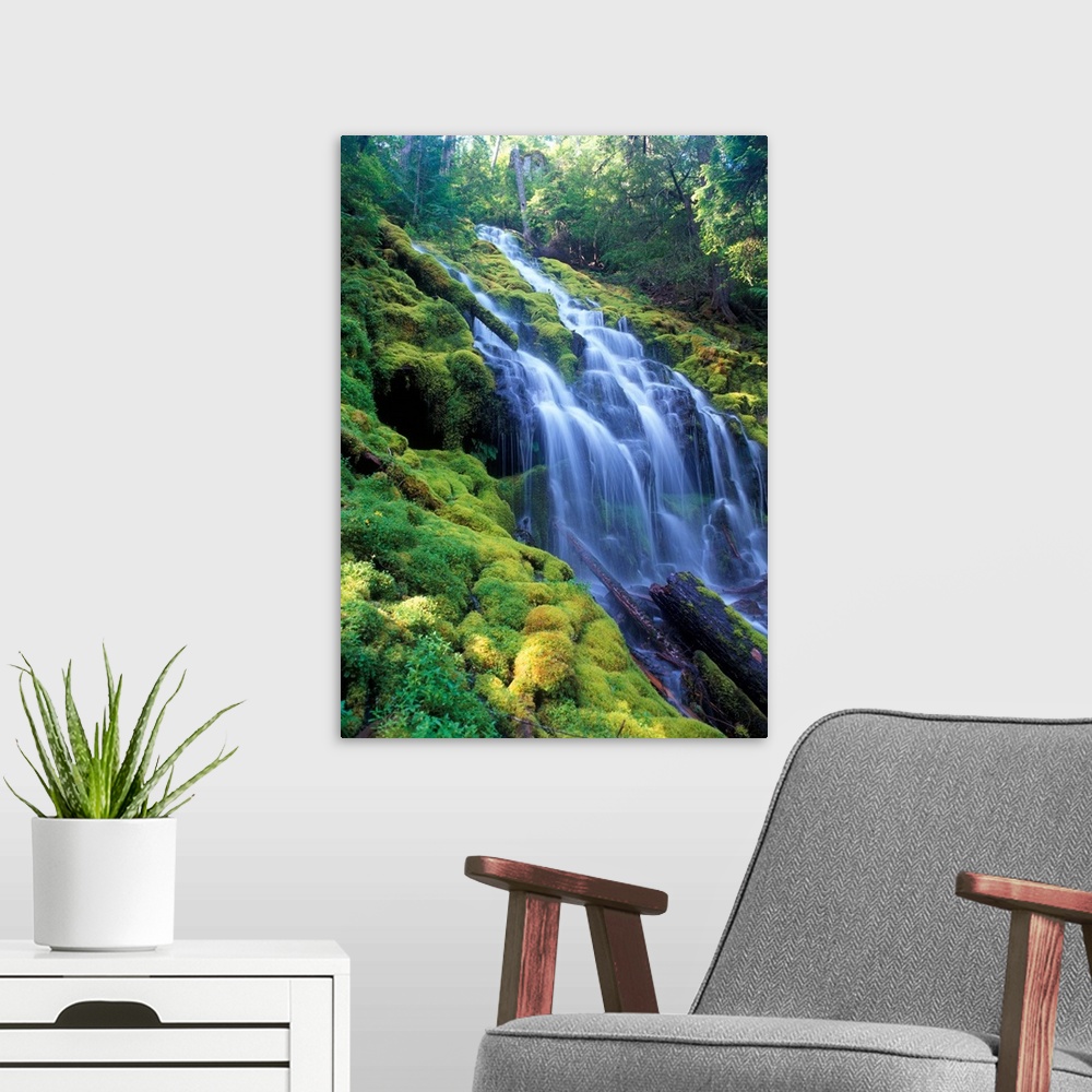 A modern room featuring Sunlight filters onto Proxy Falls in the central Oregon Cascades.