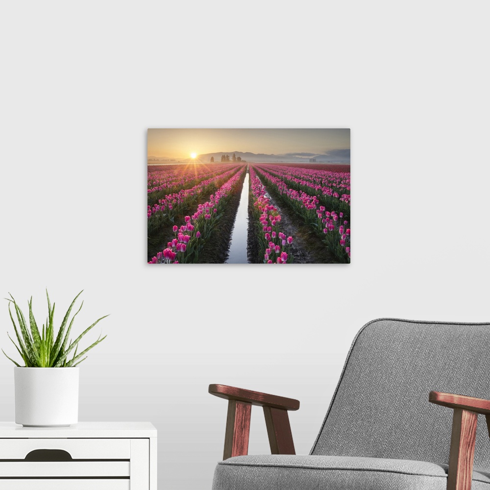 A modern room featuring Sunrise over the Skagit Valley Tulip Fields, Washington State