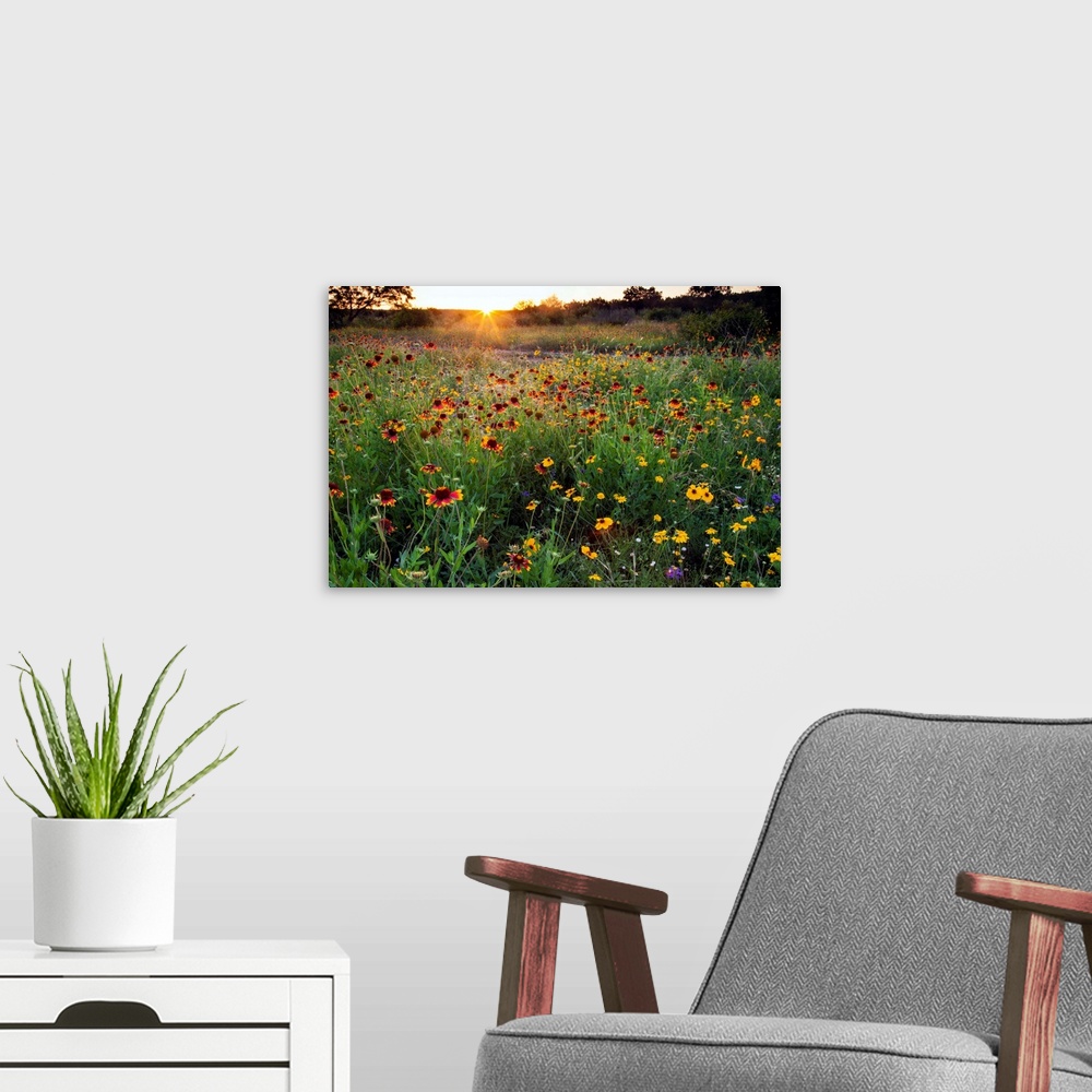 A modern room featuring Sunset on Texas wildflowers
