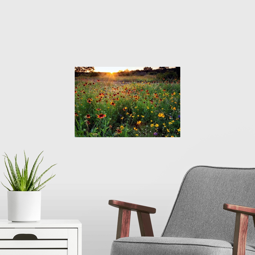 A modern room featuring Sunset on Texas wildflowers