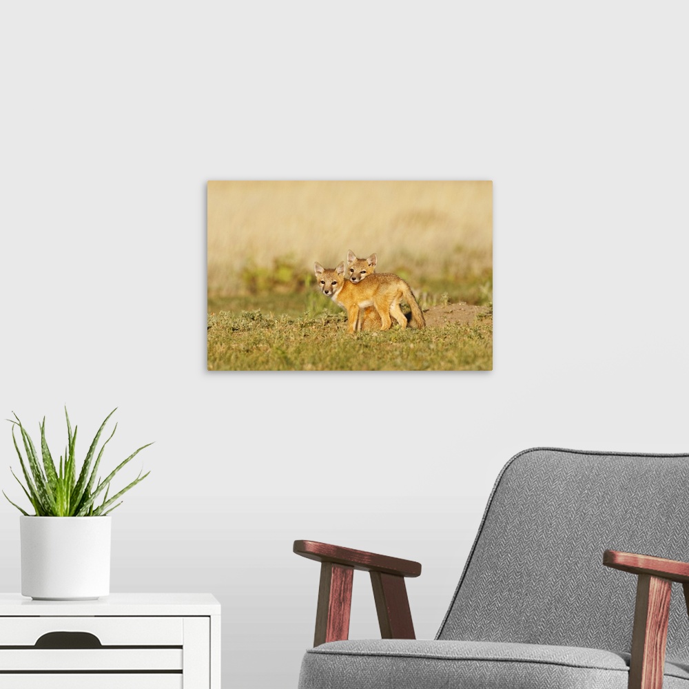 A modern room featuring Swift Fox (Vulpes macrotis) young at den burrow, afternoon, Pawnee National Grasslands, eastern C...
