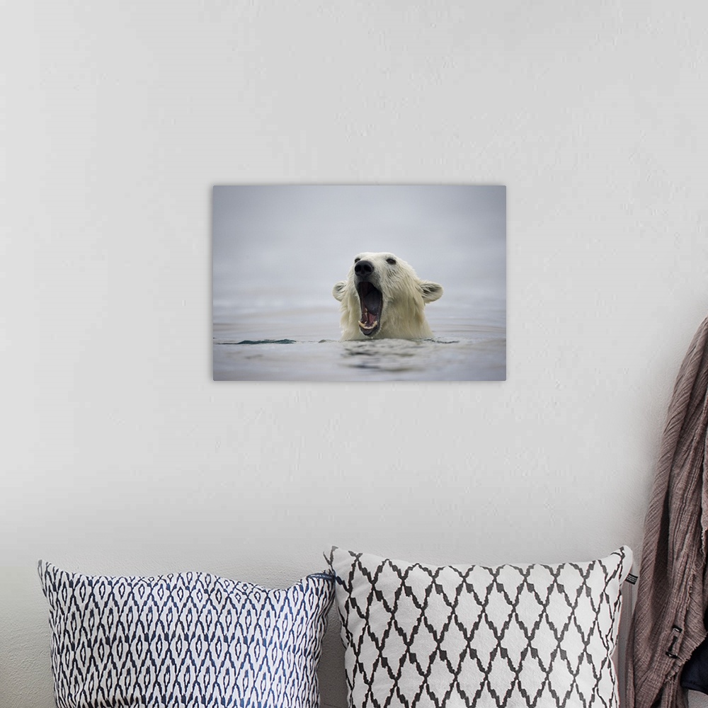 A bohemian room featuring Norway, Svalbard, Polar Bear (Ursus maritimus) opens mouth and displays teeth while swimming near...