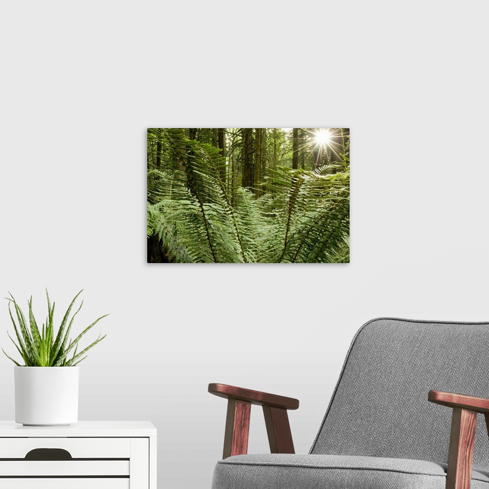 A modern room featuring Sword ferns carpeting forest floor, Polystichum munitum, Harrison Mills, British Columbia