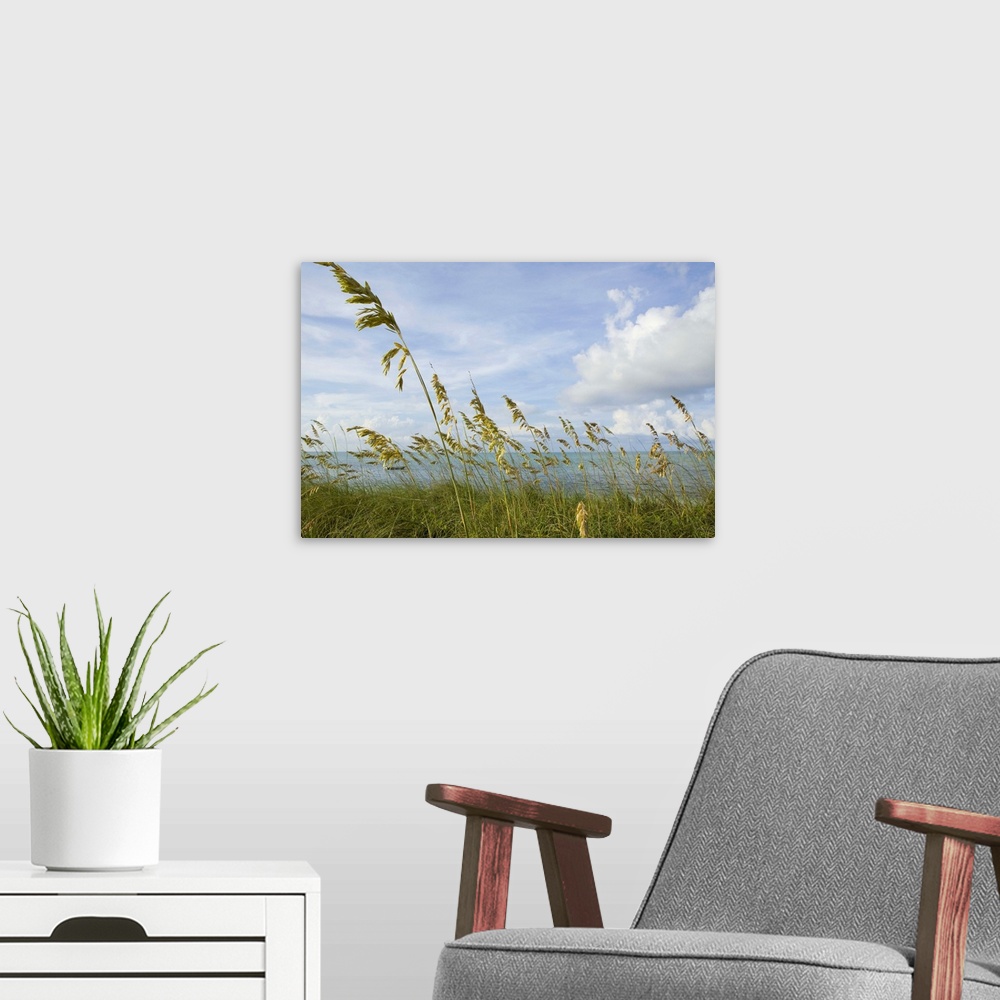 A modern room featuring tall grasses on beach front in Blue Hills Area, Provodenciales, Turks and Caicos, Caribbean