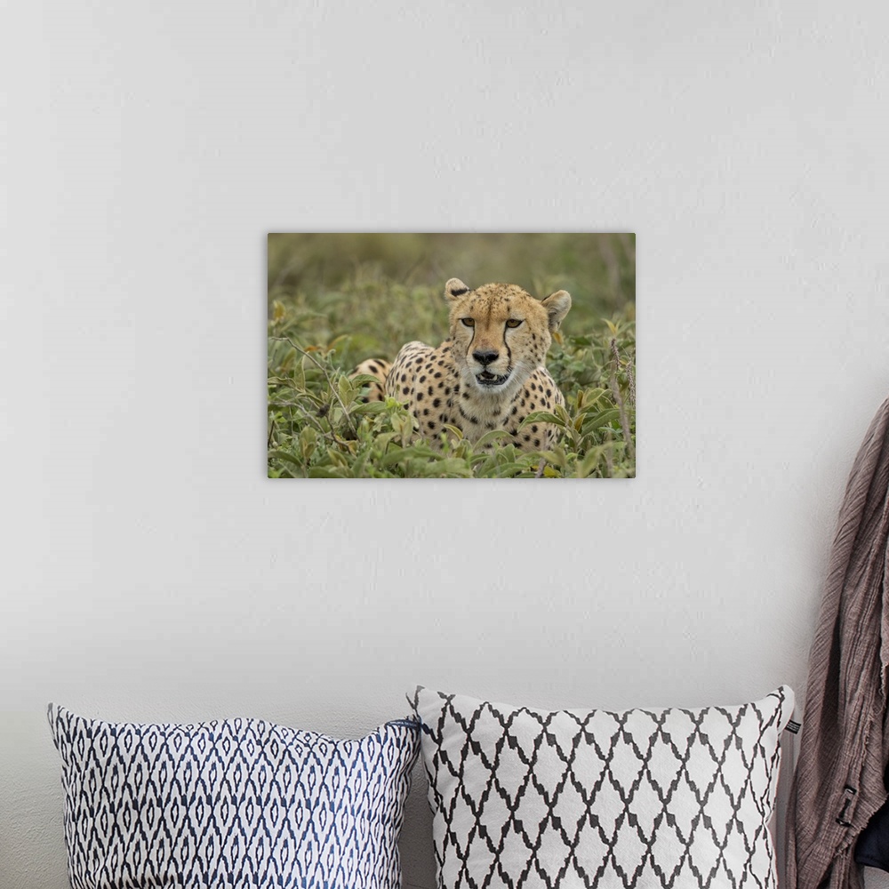 A bohemian room featuring Tanzania, Ngorongoro conservation area, adult cheetah (Acinonyx Jubatas) catches its breath after...